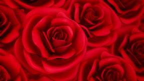 红玫瑰演唱背景mv,情感纠葛中的爱与救赎